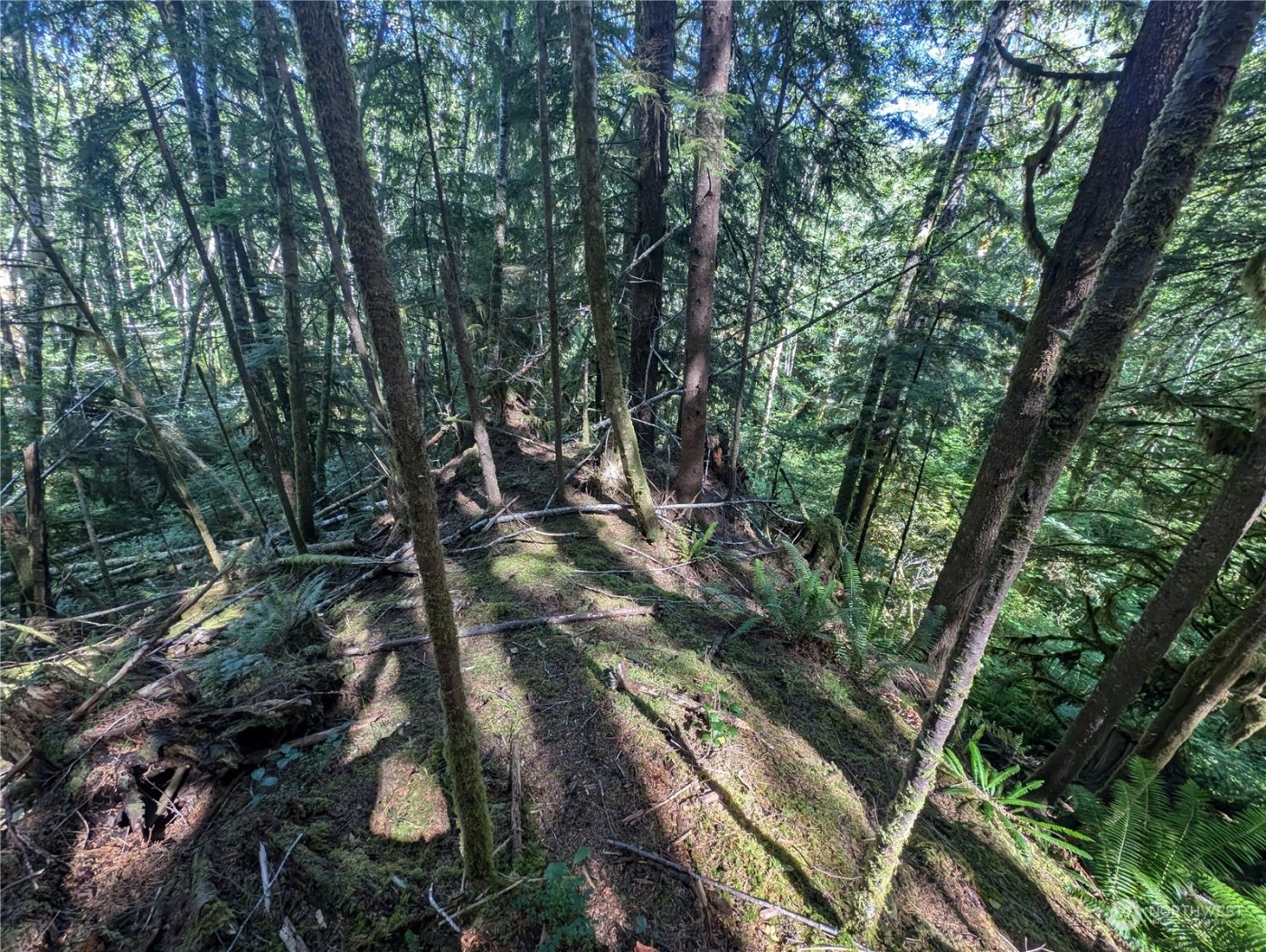 99992 Dowans Creek Road , Forks, WA 98331