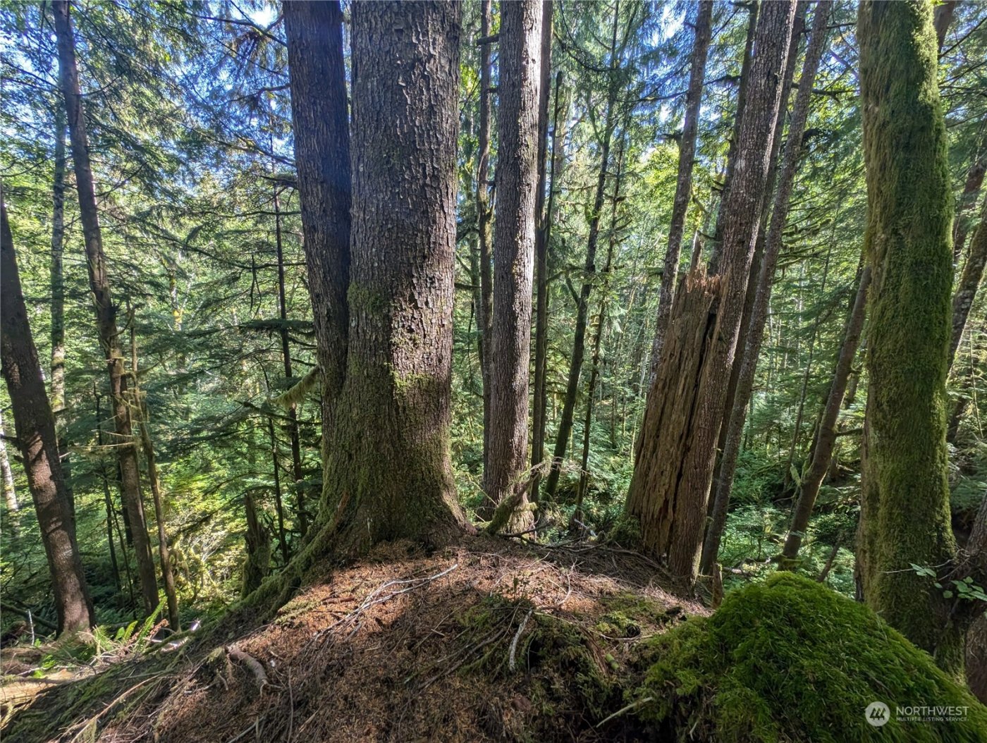 99992 Dowans Creek Road , Forks, WA 98331