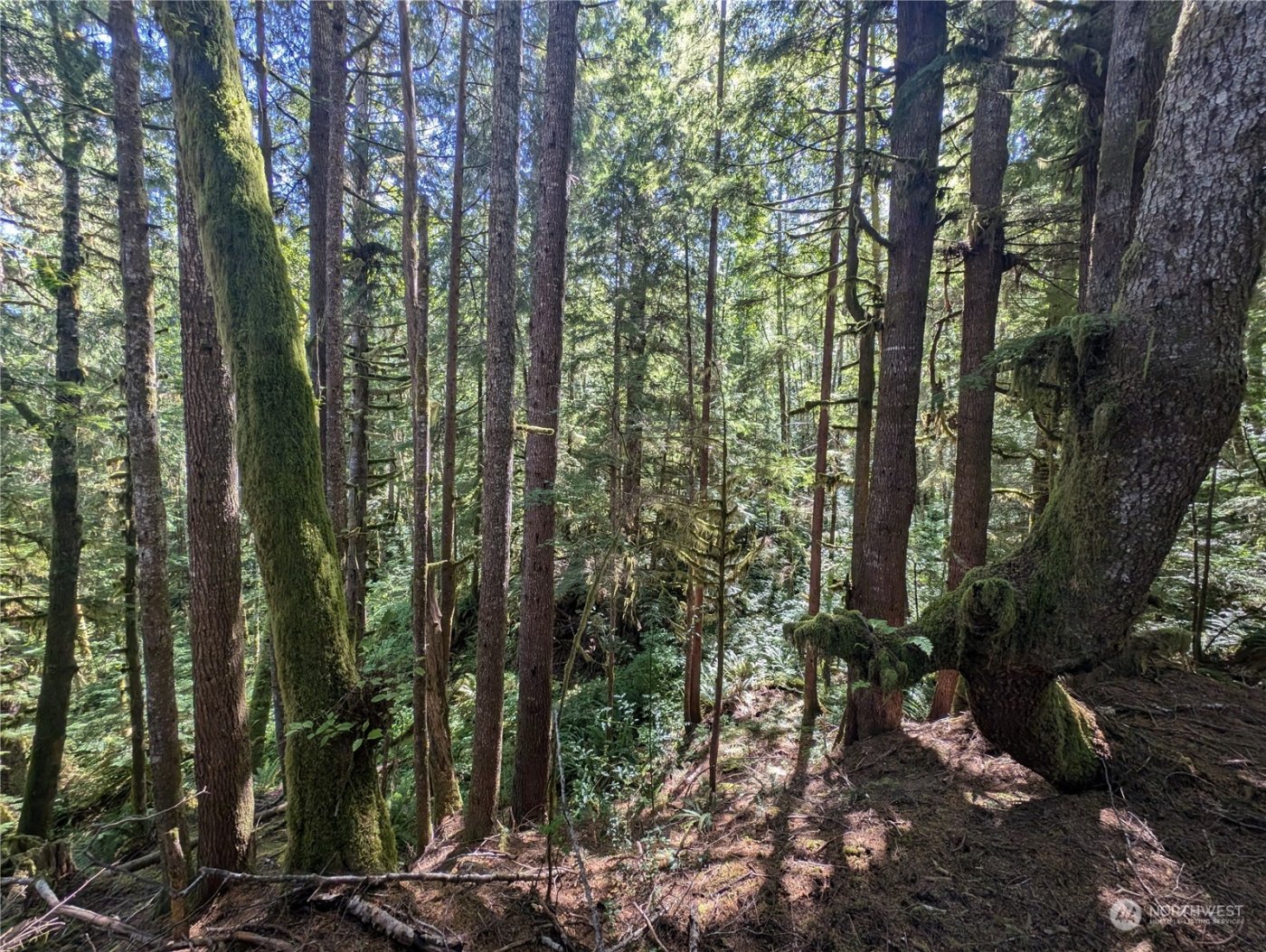 99992 Dowans Creek Road , Forks, WA 98331