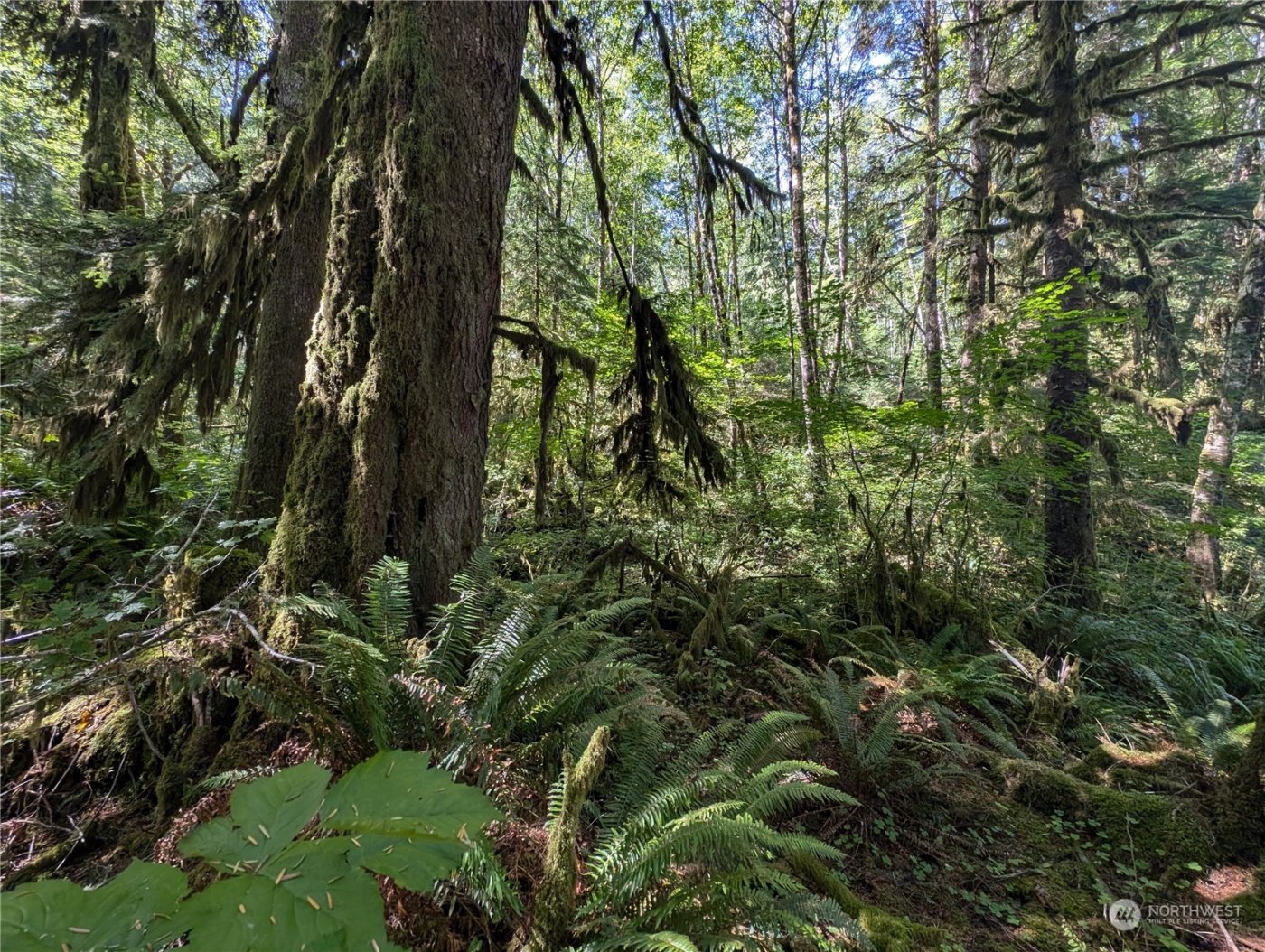 99992 Dowans Creek Road , Forks, WA 98331