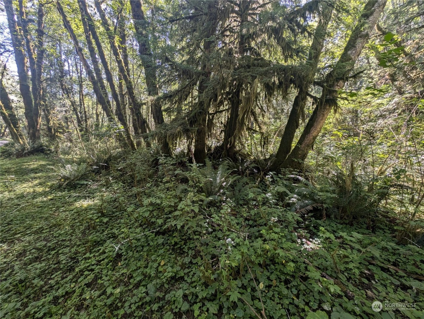 99993 Dowans Creek Road , Forks, WA 98331