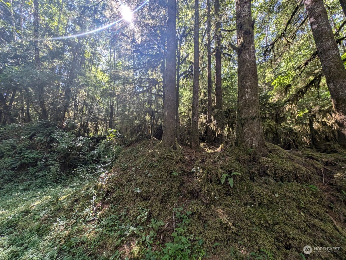 99993 Dowans Creek Road , Forks, WA 98331