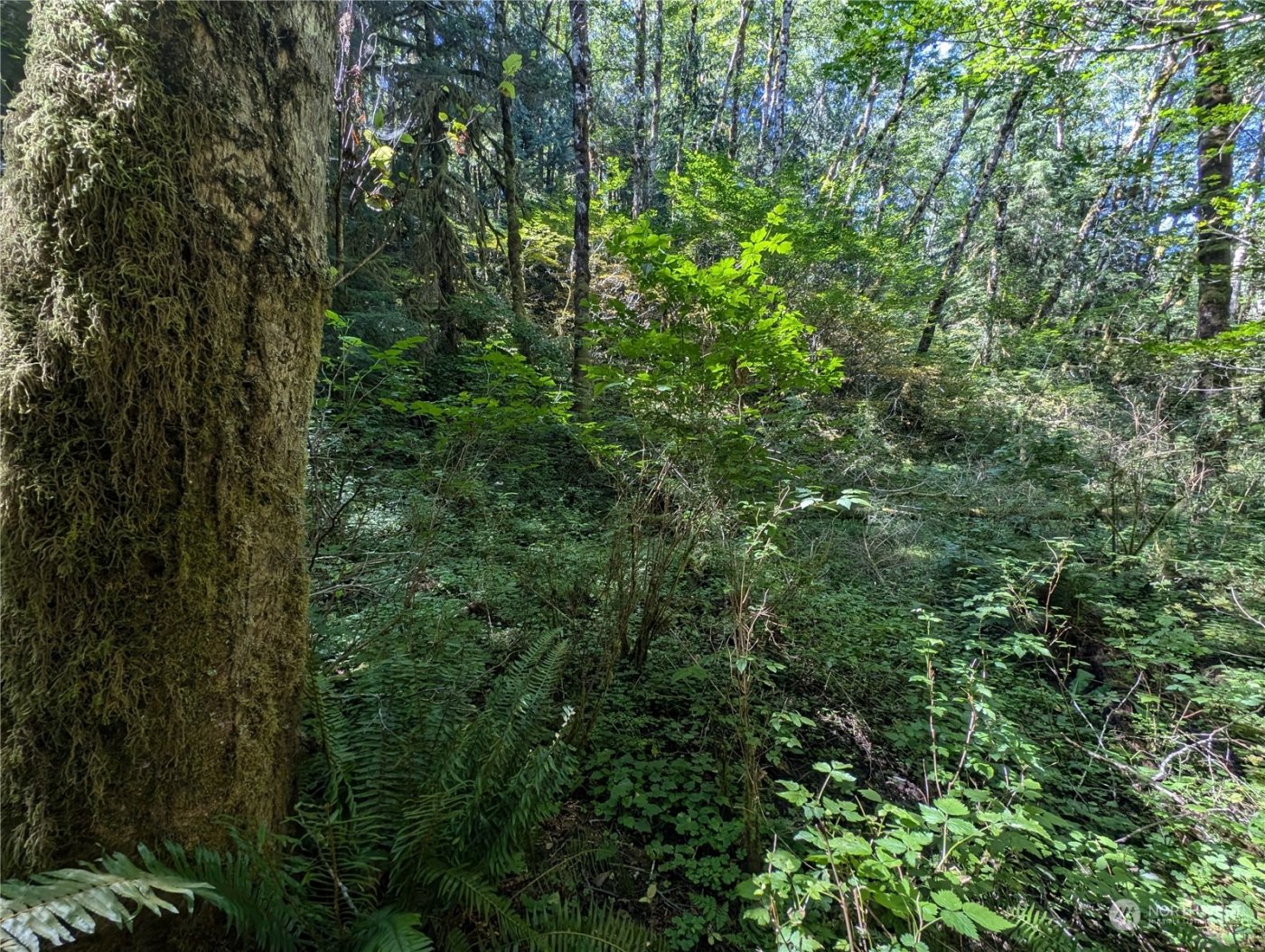 99993 Dowans Creek Road , Forks, WA 98331