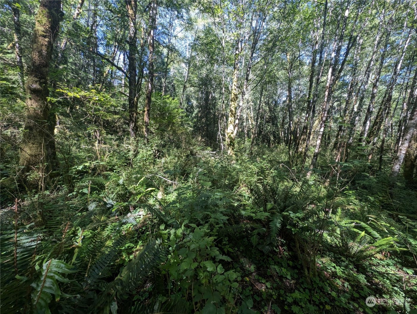 99993 Dowans Creek Road , Forks, WA 98331