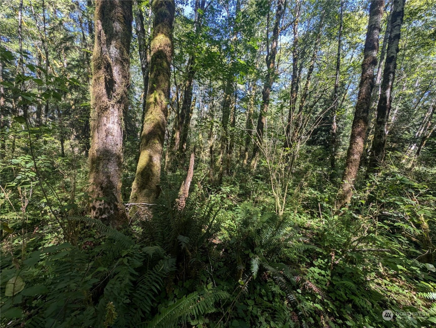 99993 Dowans Creek Road , Forks, WA 98331