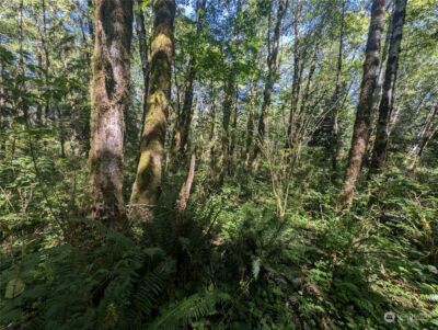 99993 Dowans Creek Road , Forks, WA 98331 - Photo 20