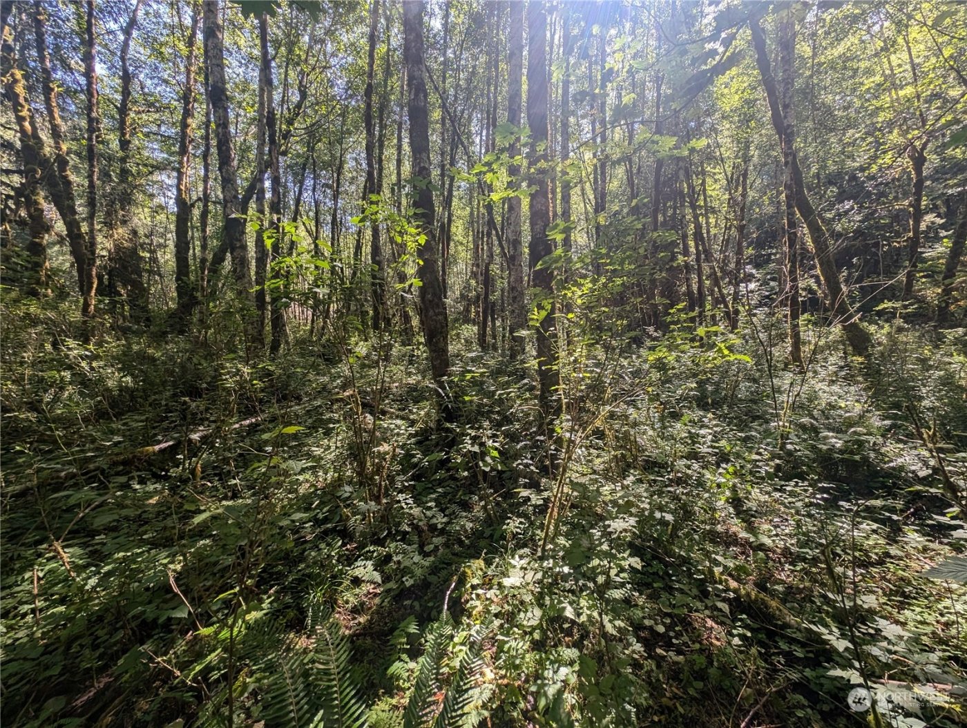 99993 Dowans Creek Road , Forks, WA 98331