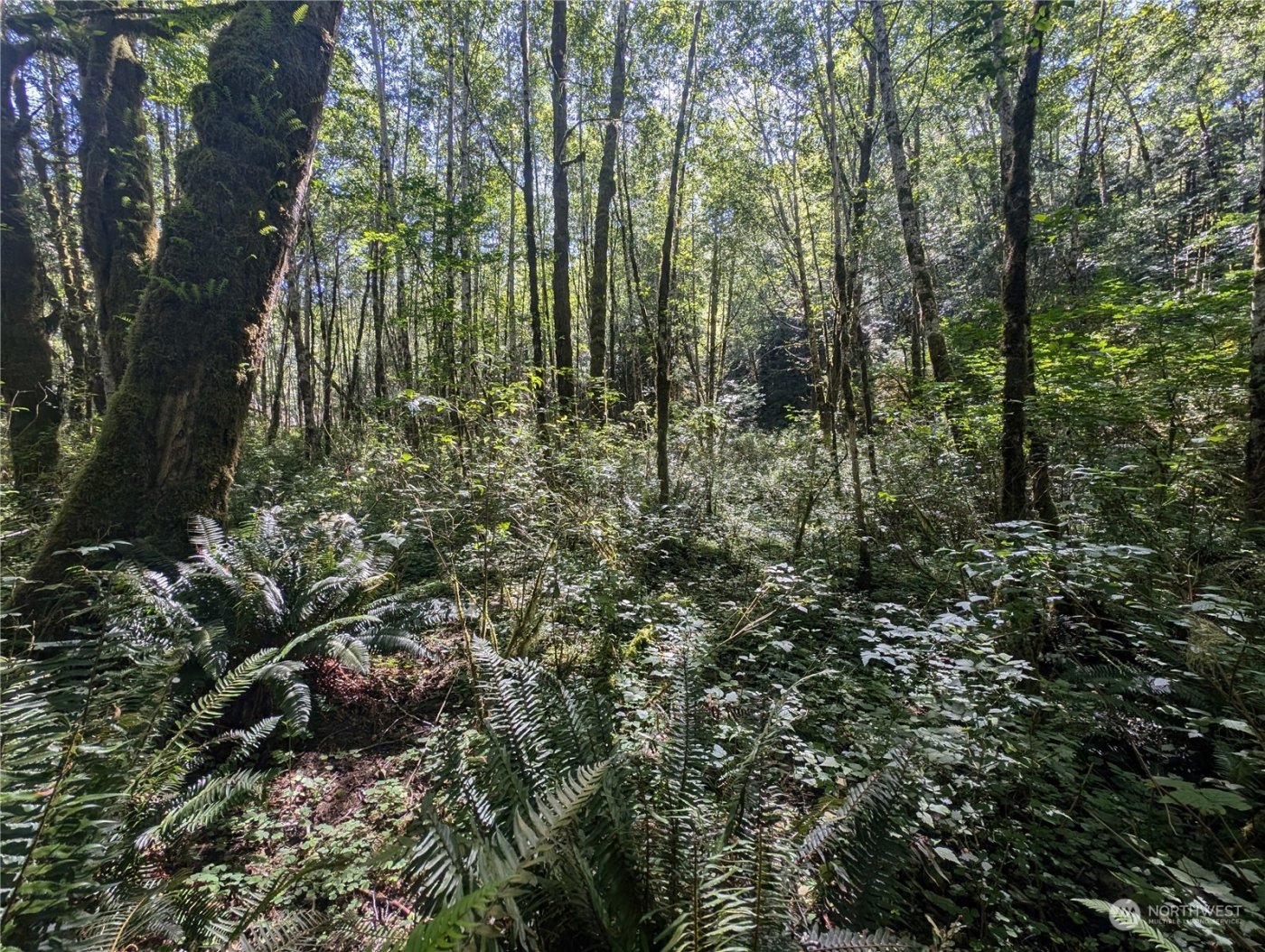 99993 Dowans Creek Road , Forks, WA 98331