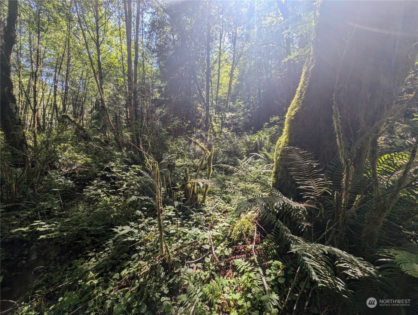 99993 Dowans Creek Road , Forks, WA 98331