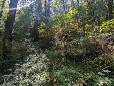 99993 Dowans Creek Road , Forks, WA 98331 - Photo 29