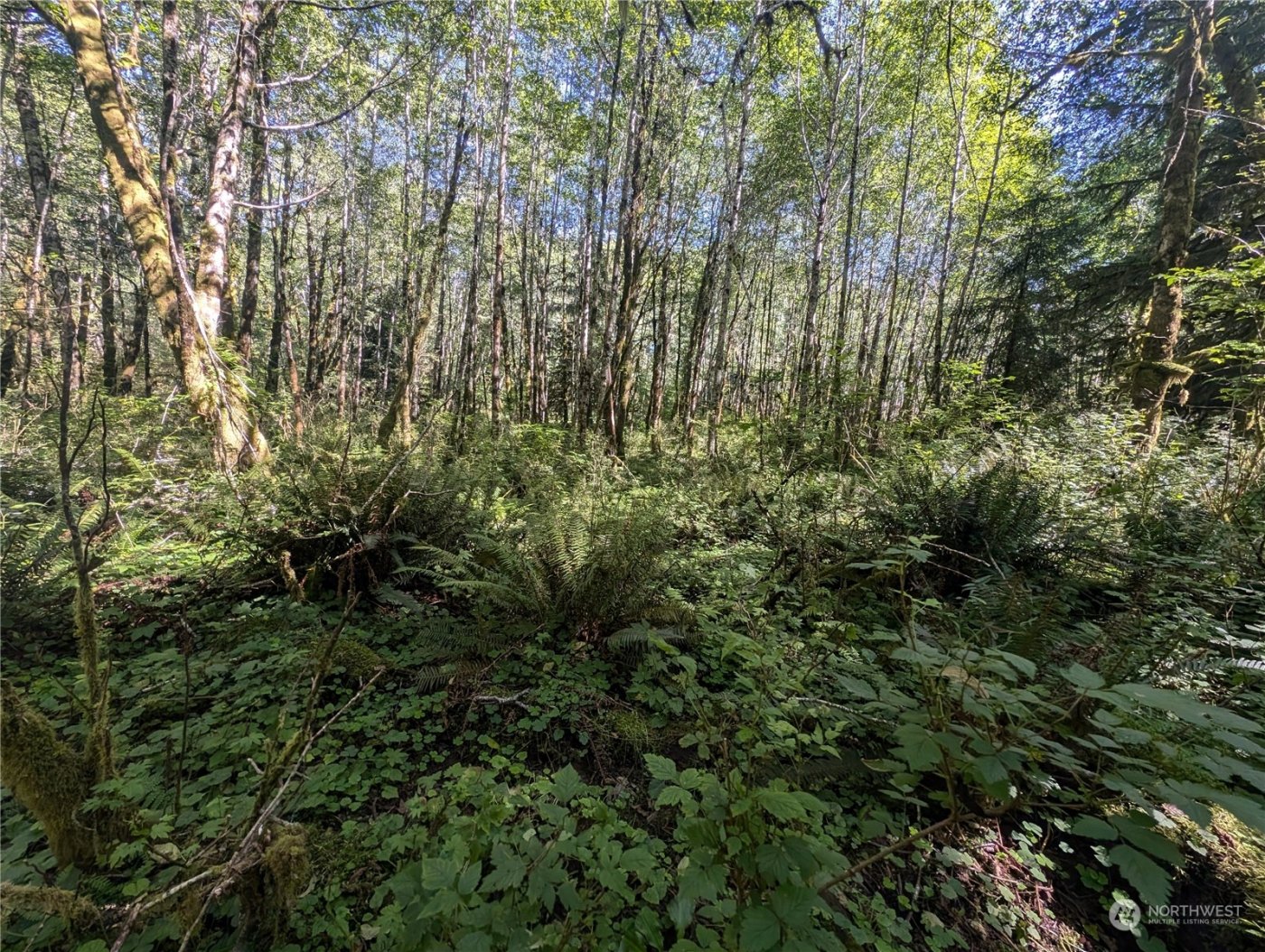 99993 Dowans Creek Road , Forks, WA 98331