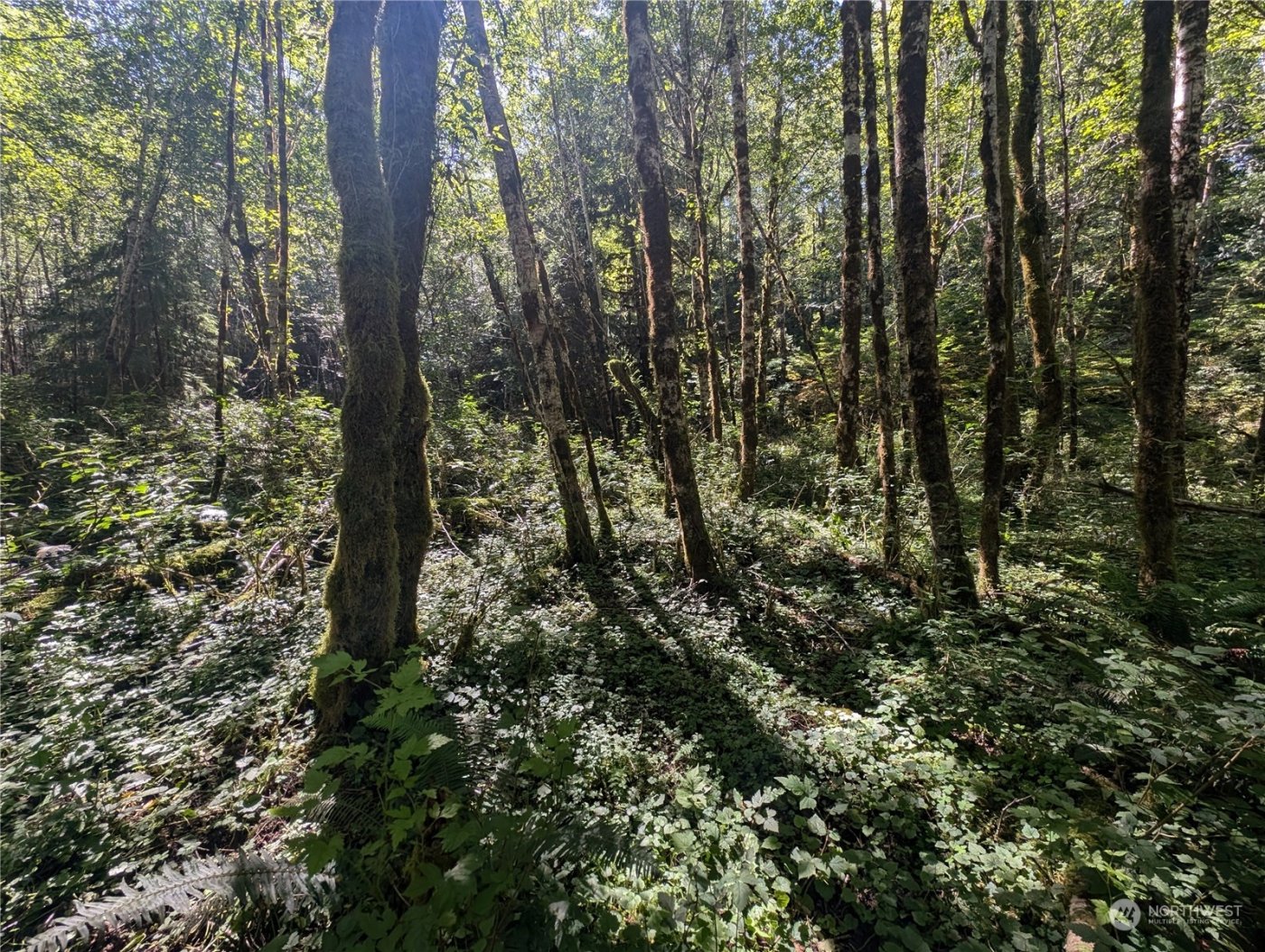 99993 Dowans Creek Road , Forks, WA 98331