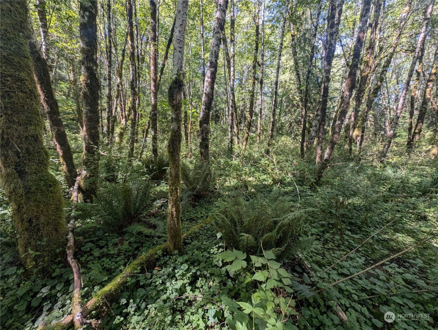 99993 Dowans Creek Road , Forks, WA 98331