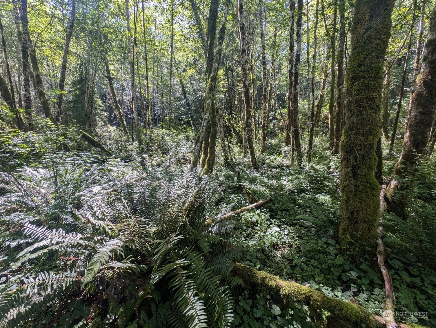 99993 Dowans Creek Road , Forks, WA 98331