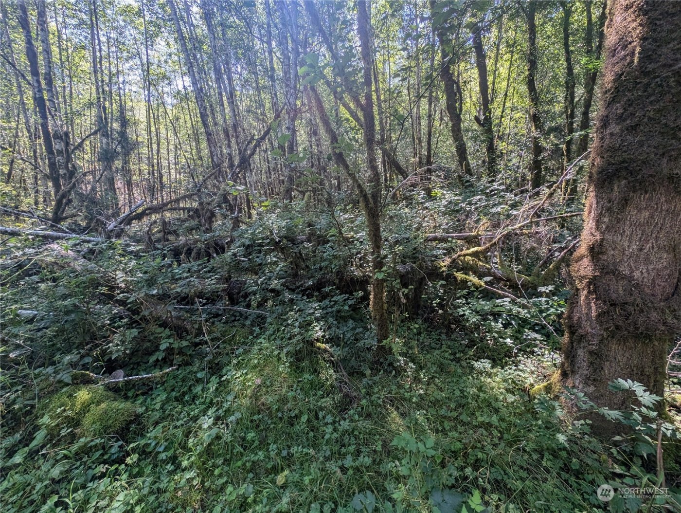 99993 Dowans Creek Road , Forks, WA 98331