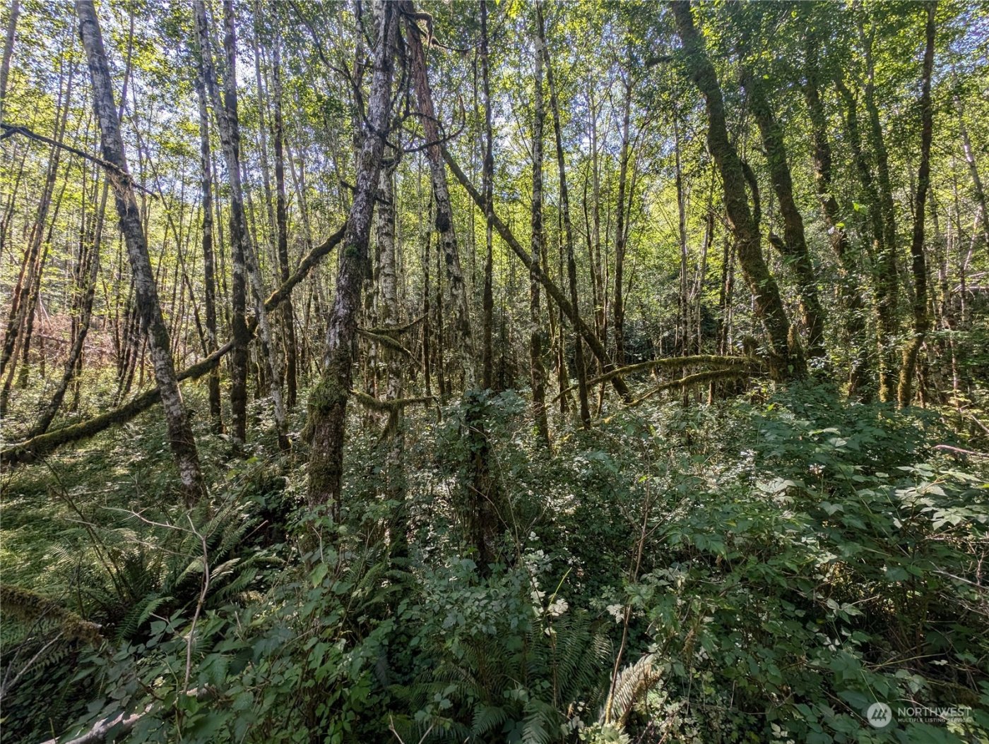 99993 Dowans Creek Road , Forks, WA 98331