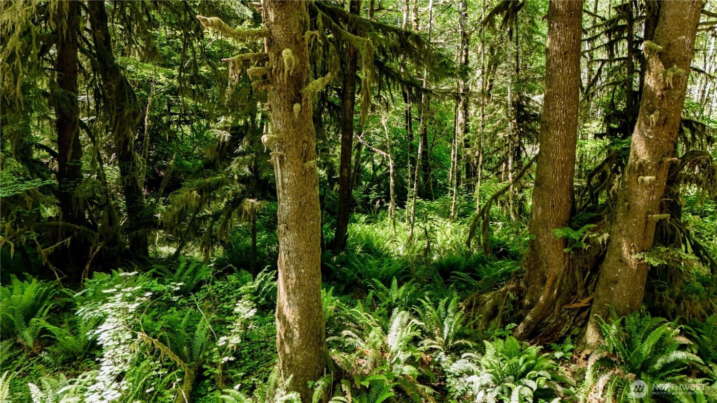 99994 Dowans Creek Road , Forks, WA 98331