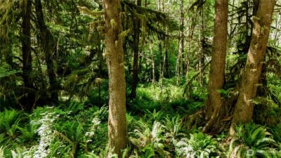 99994 Dowans Creek Road , Forks, WA 98331