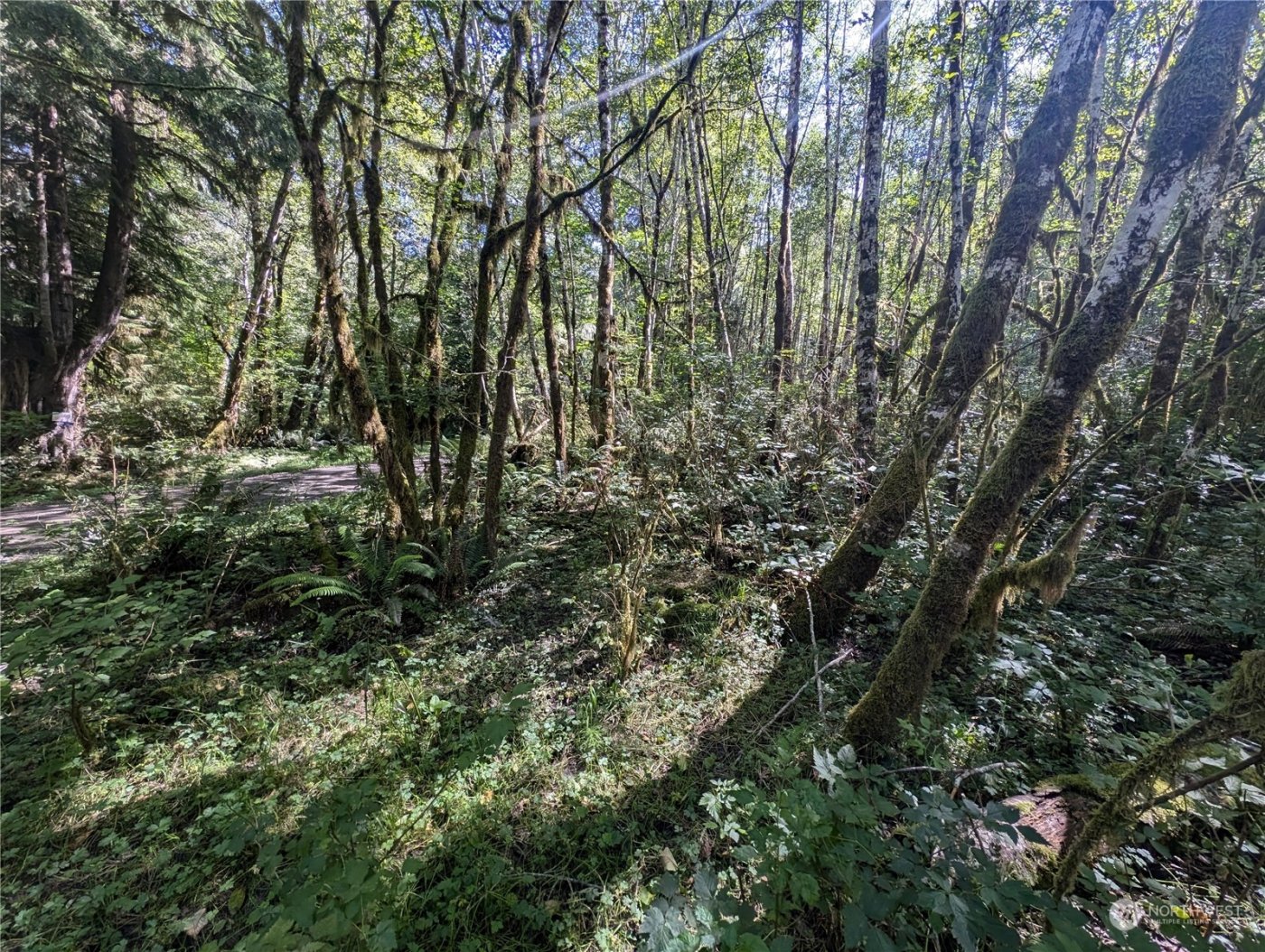 99994 Dowans Creek Road , Forks, WA 98331