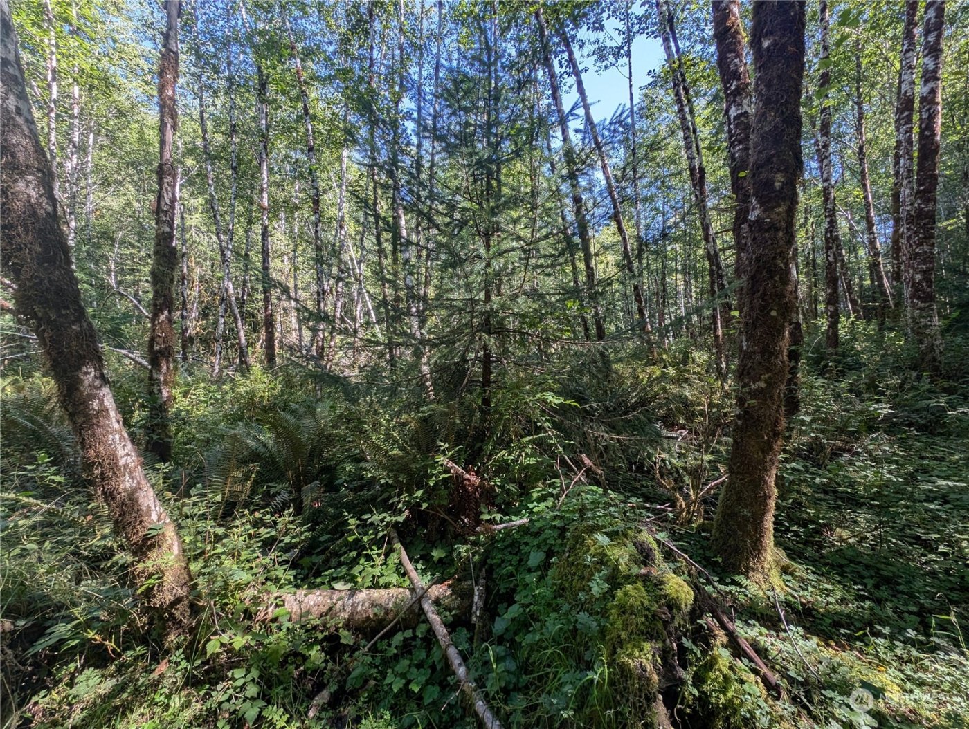 99994 Dowans Creek Road , Forks, WA 98331