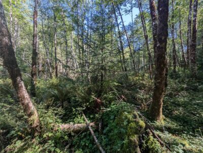 99994 Dowans Creek Road , Forks, WA 98331 - Photo 18