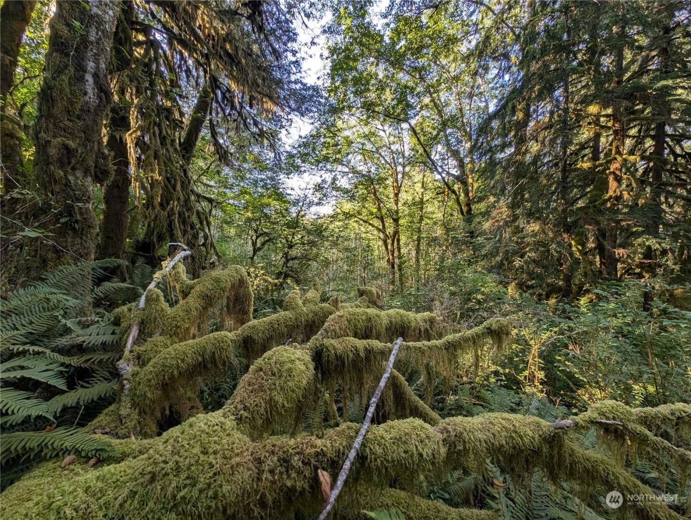 99994 Dowans Creek Road , Forks, WA 98331