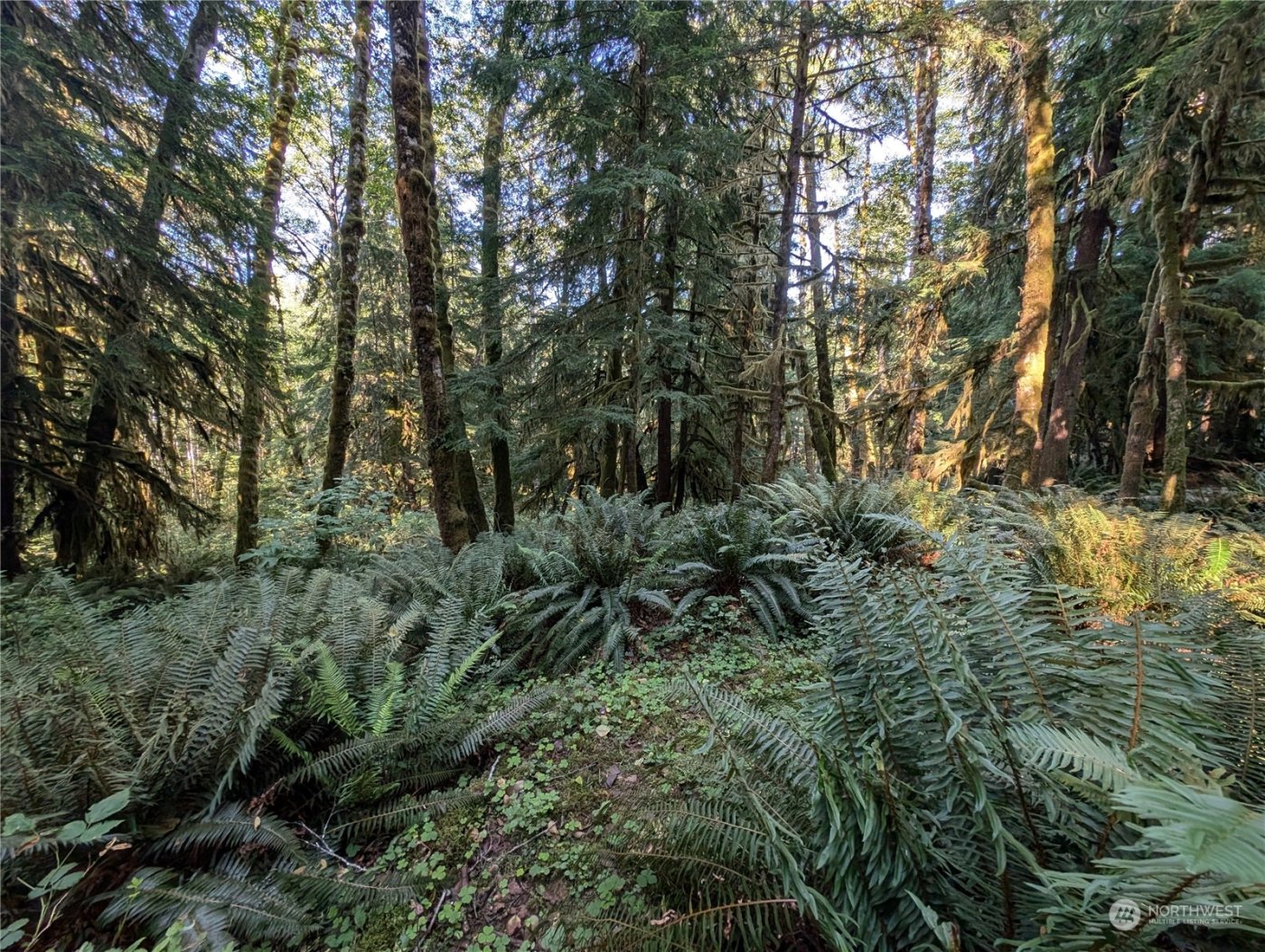 99994 Dowans Creek Road , Forks, WA 98331