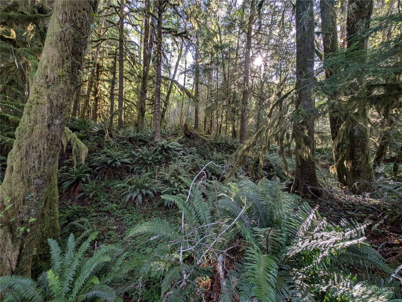 99994 Dowans Creek Road , Forks, WA 98331