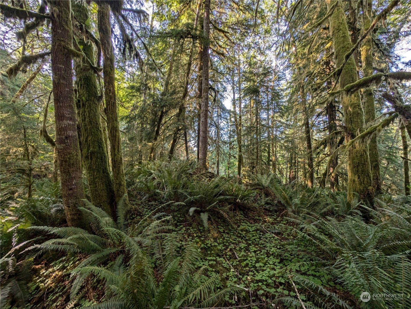 99994 Dowans Creek Road , Forks, WA 98331