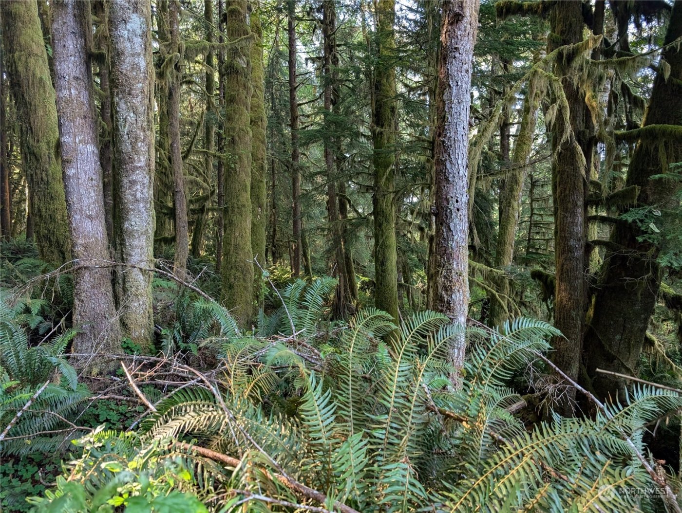 99994 Dowans Creek Road , Forks, WA 98331