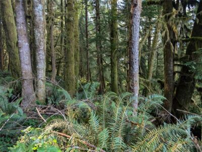 99994 Dowans Creek Road , Forks, WA 98331 - Photo 29