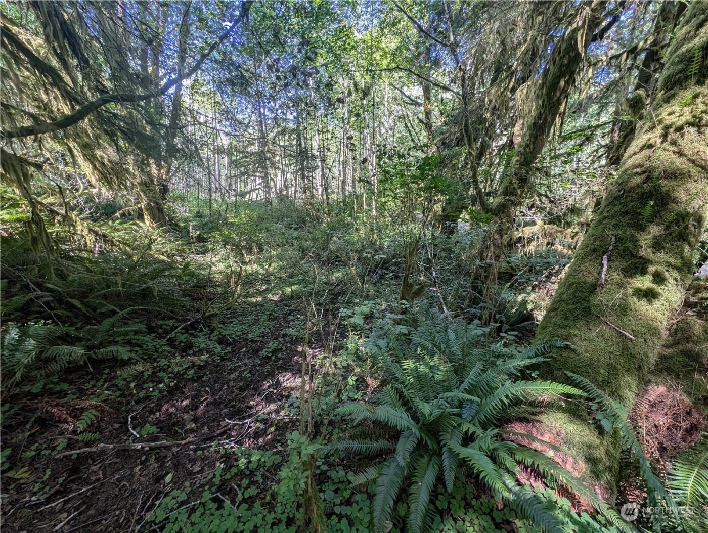 99994 Dowans Creek Road , Forks, WA 98331