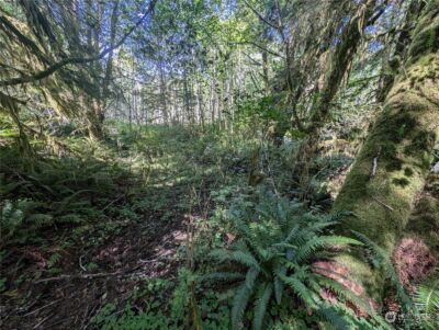 99994 Dowans Creek Road , Forks, WA 98331 - Photo 31