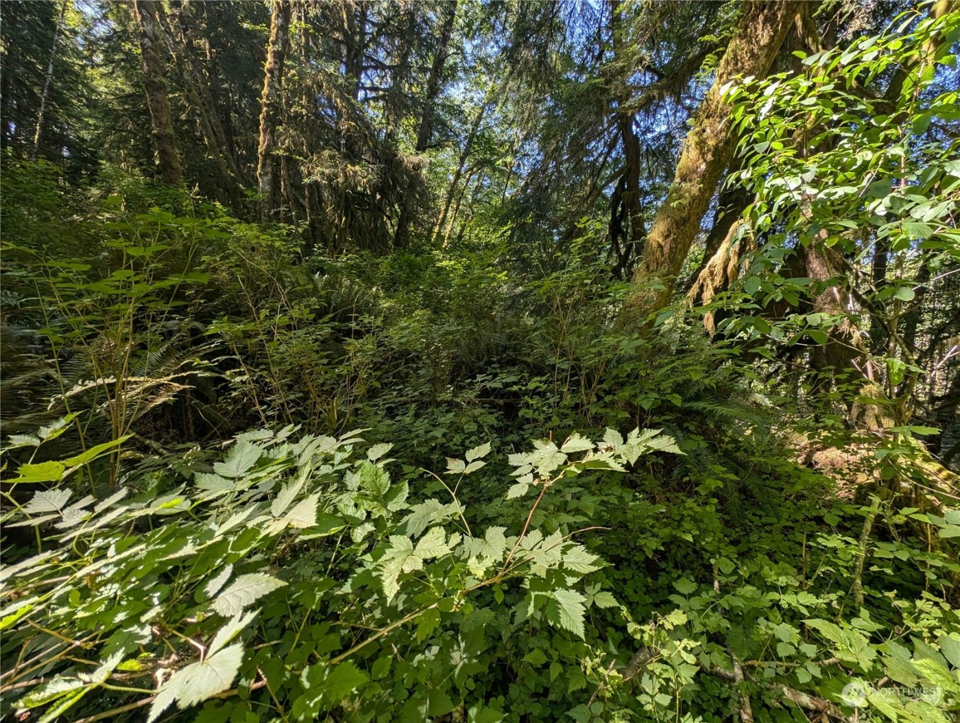 99994 Dowans Creek Road , Forks, WA 98331