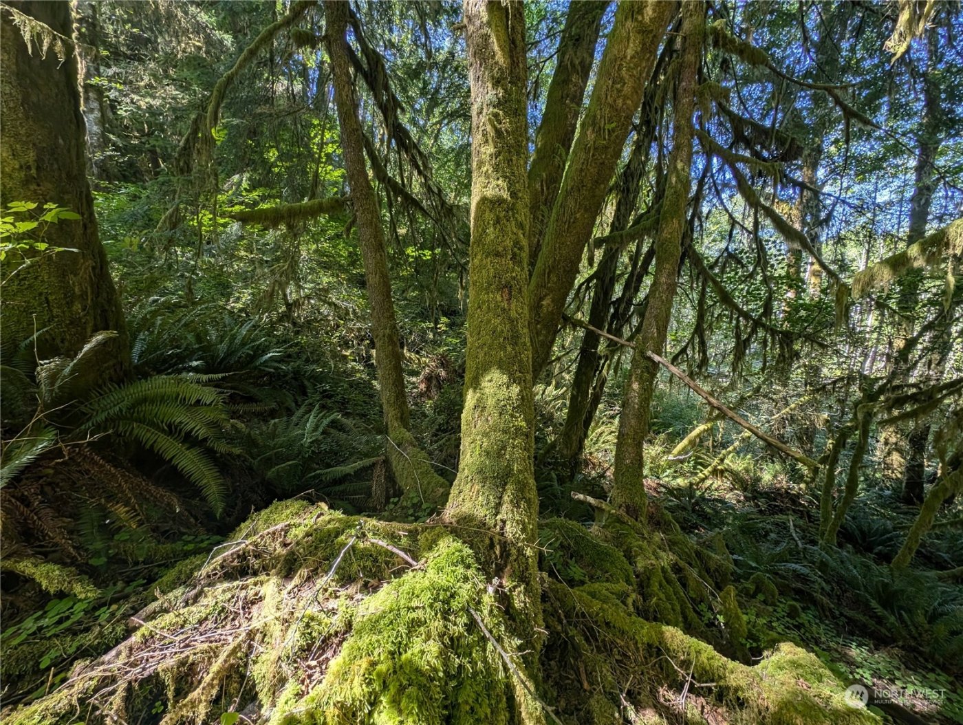 99994 Dowans Creek Road , Forks, WA 98331