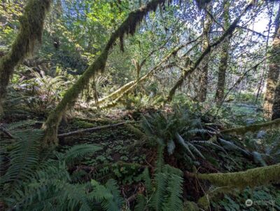 99994 Dowans Creek Road , Forks, WA 98331 - Photo 38