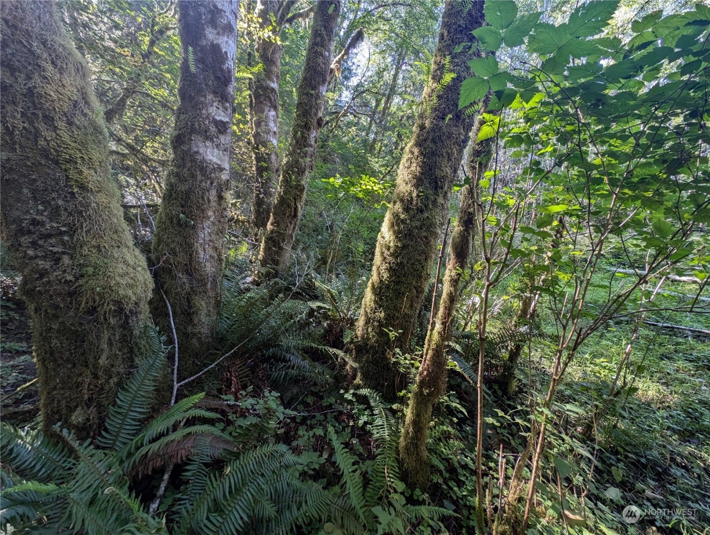 99994 Dowans Creek Road , Forks, WA 98331