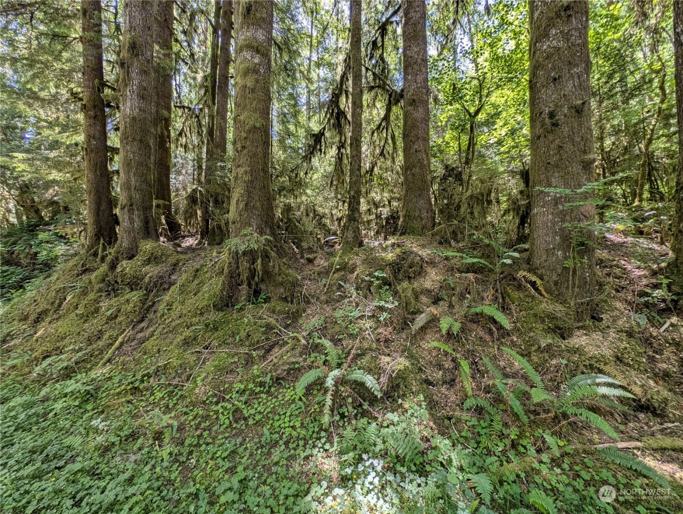 99994 Dowans Creek Road , Forks, WA 98331