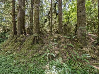 99994 Dowans Creek Road , Forks, WA 98331 - Photo 10