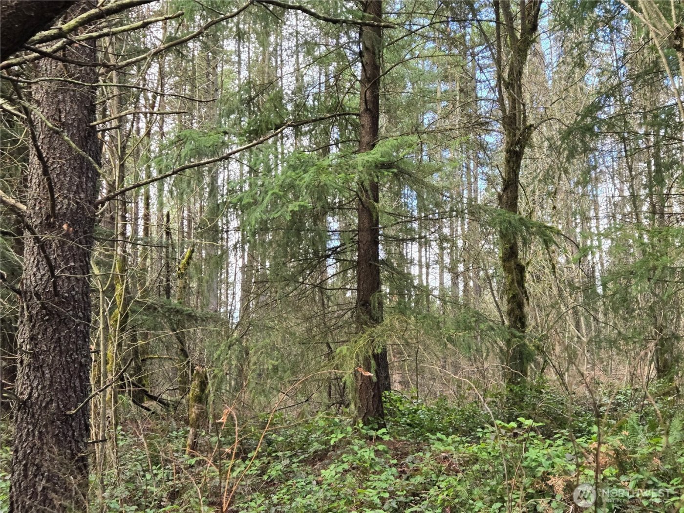 22 X Nicholson Road , Ethel, WA 98542