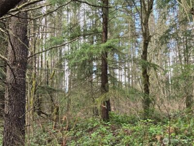 22 X Nicholson Road , Ethel, WA 98542 - Photo 26