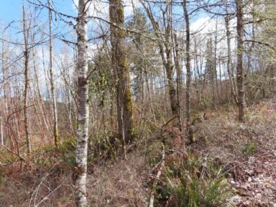 125 Oppelt Road , Chehalis, WA 98532 - Photo 15