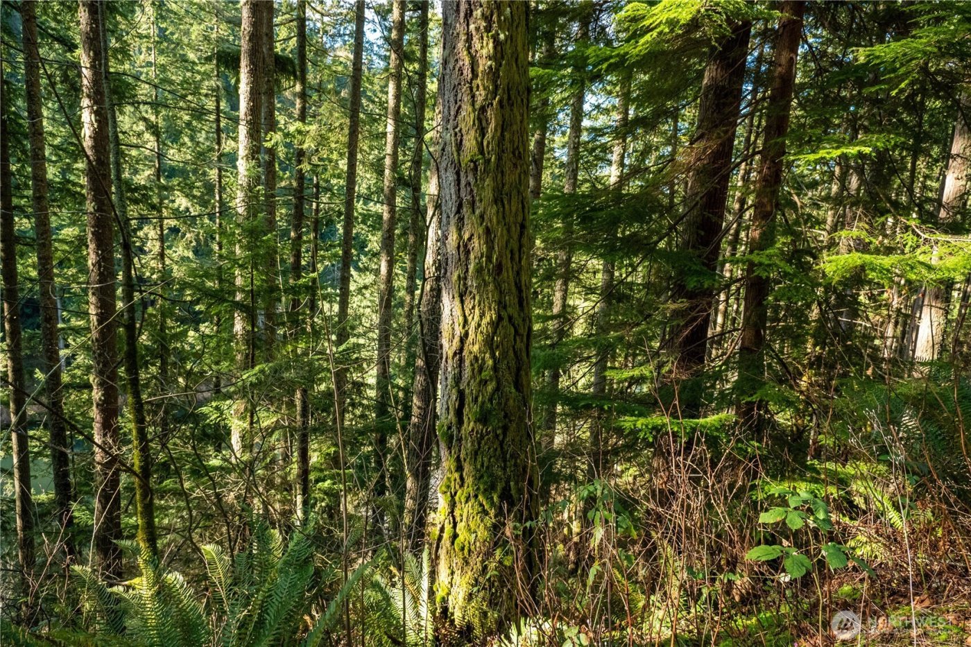 14703 184th Street NE, Arlington, WA 98223