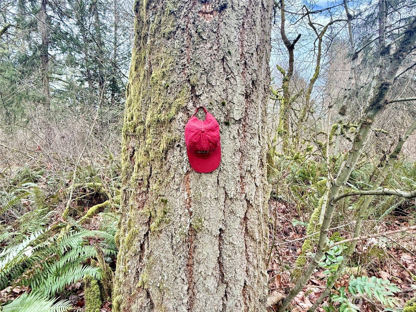 20403 SE 248th Street , Maple Valley, WA 98038