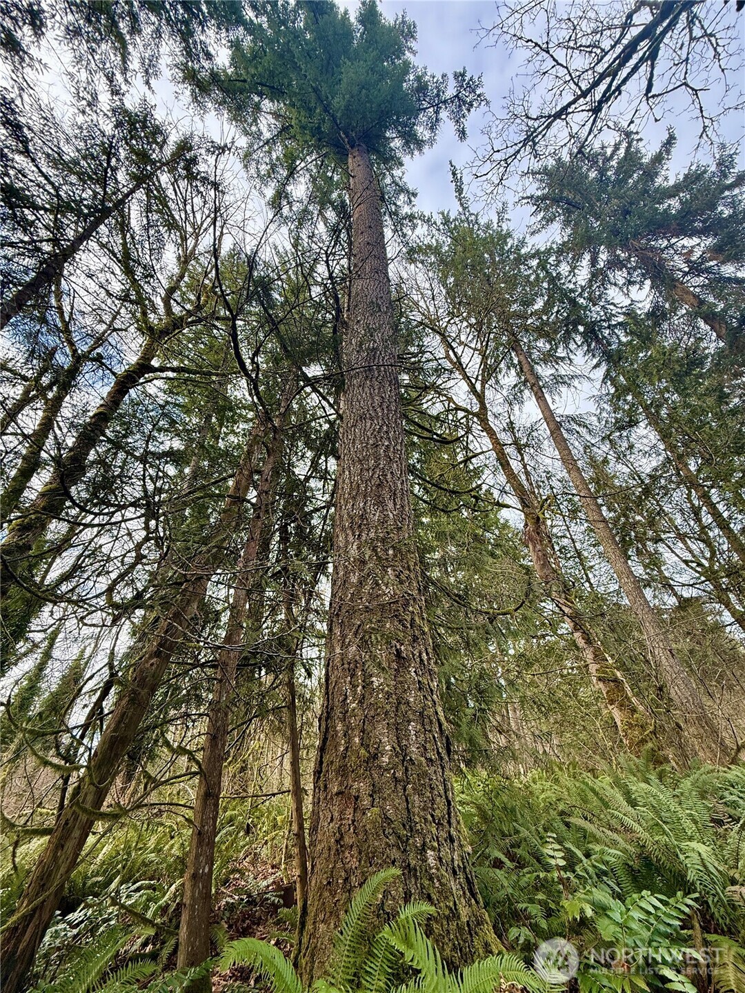 20403 SE 248th Street , Maple Valley, WA 98038