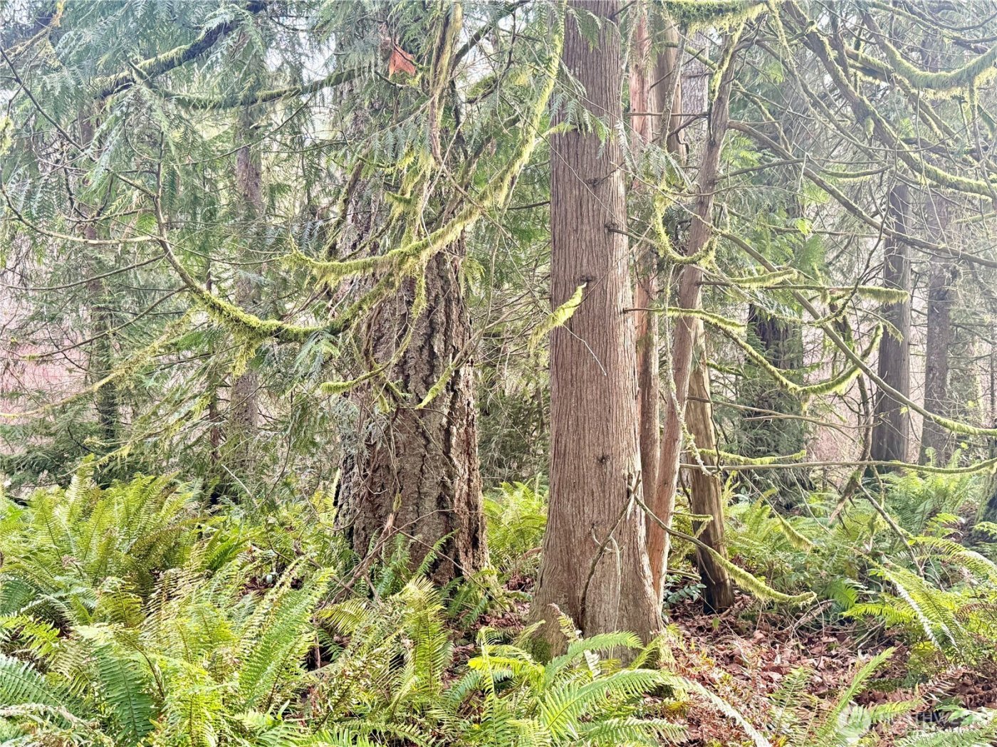 20403 SE 248th Street , Maple Valley, WA 98038