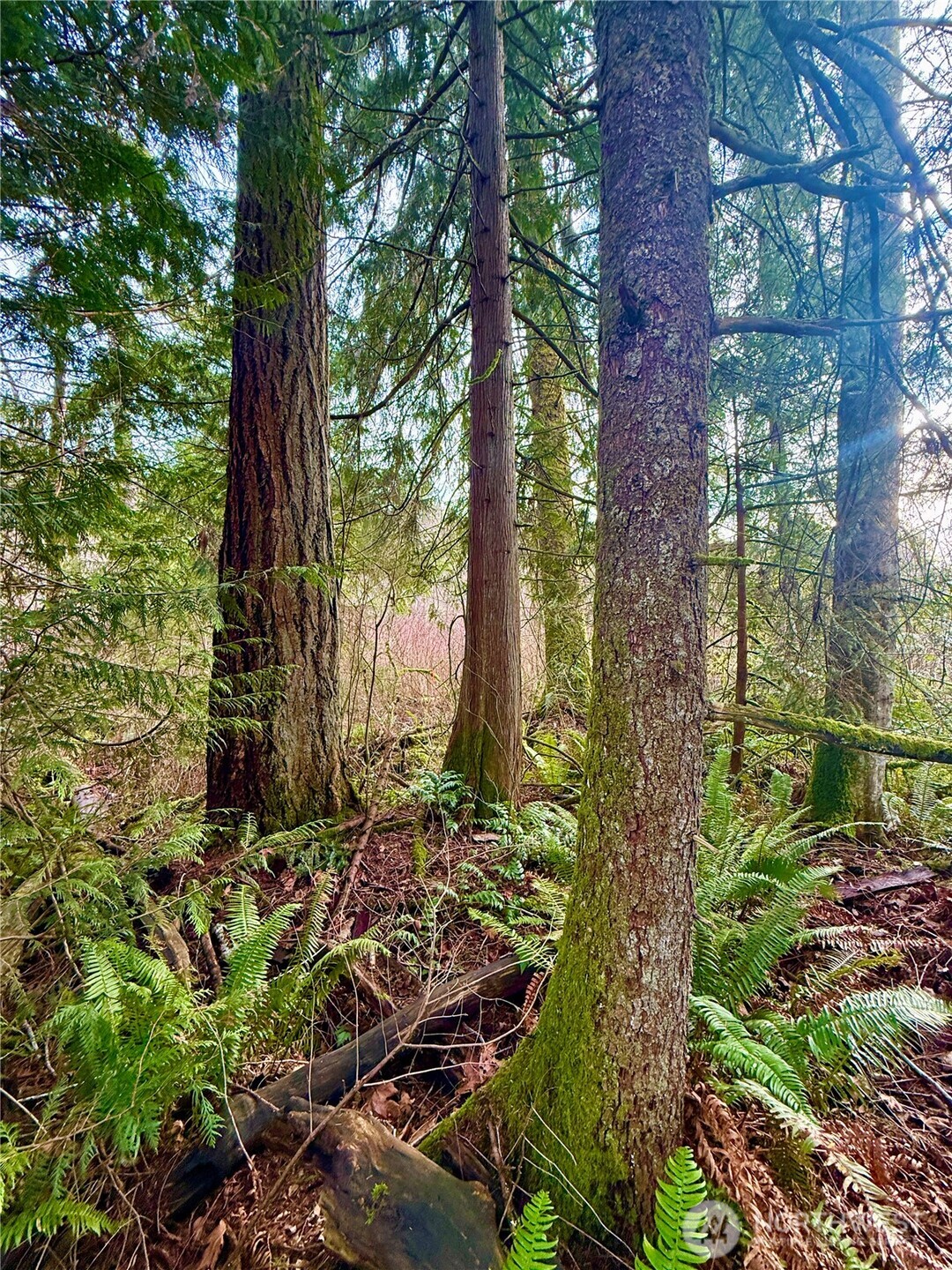 20403 SE 248th Street , Maple Valley, WA 98038