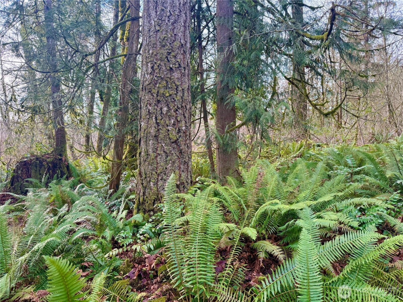 20403 SE 248th Street , Maple Valley, WA 98038