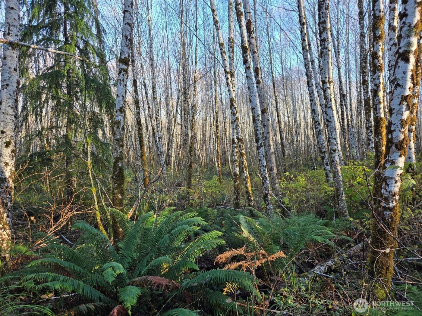 0 MP 15.8 North River Road , Cosmopolis, WA 98537