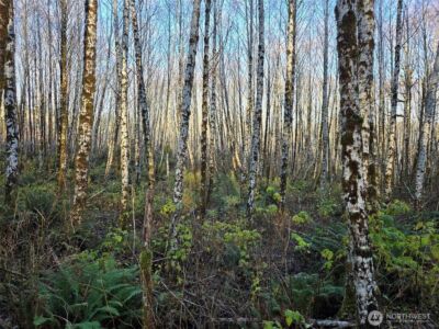 0 MP 15.8 North River Road , Cosmopolis, WA 98537 - Photo 4